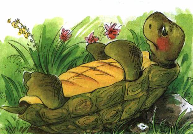 Сказка о перевернутой черепахе - Пляцковский - читать онлайн | Мишкины  книжки