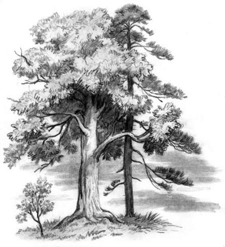 Спор деревьев