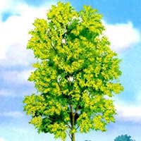 Наглядно-дидактическое пособие «Деревья»