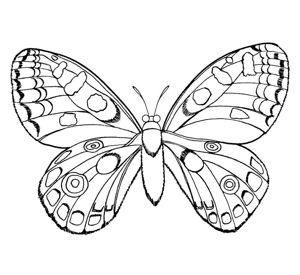Бабочка с красивыми крыльями