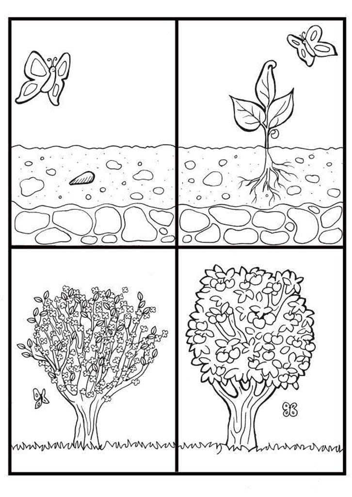 Цикл жизни дерева от семя до дерева