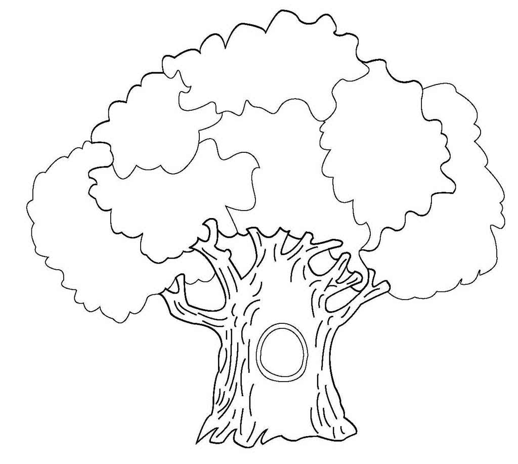 Дерево дуб с дуплом