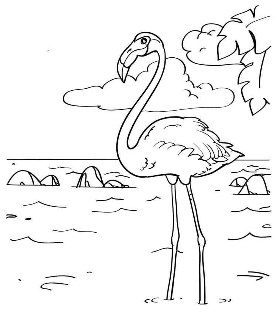 Фламинго на берегу озера