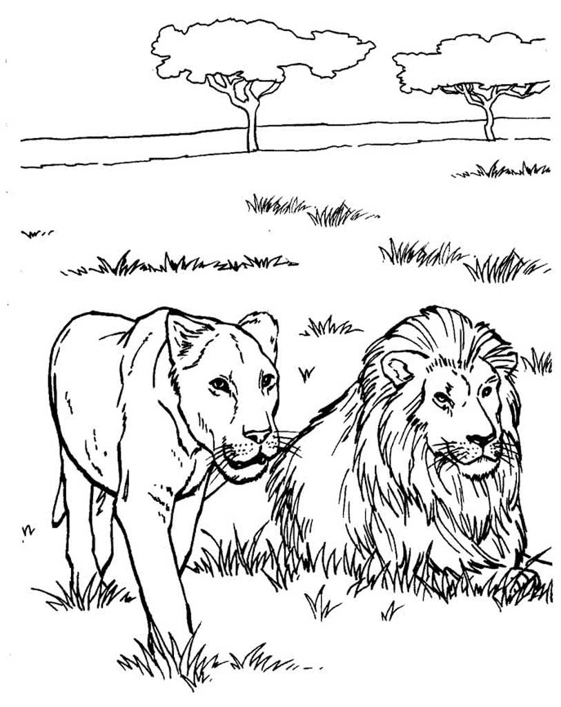 Лев и львица на охоте