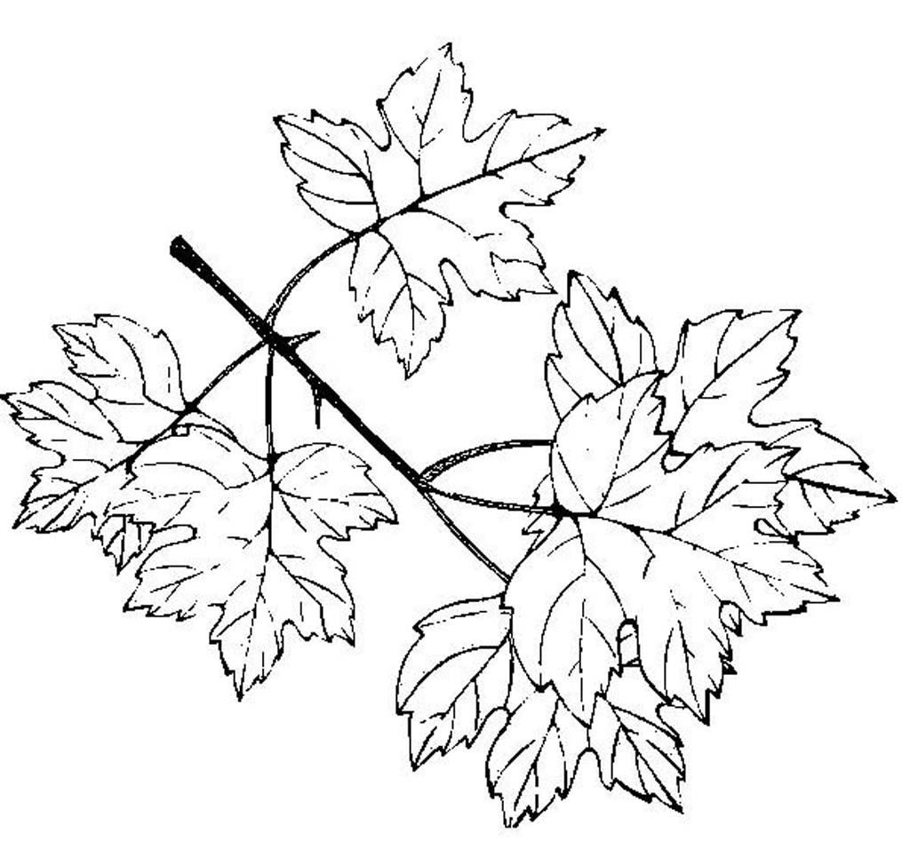 Листья клена на ветке