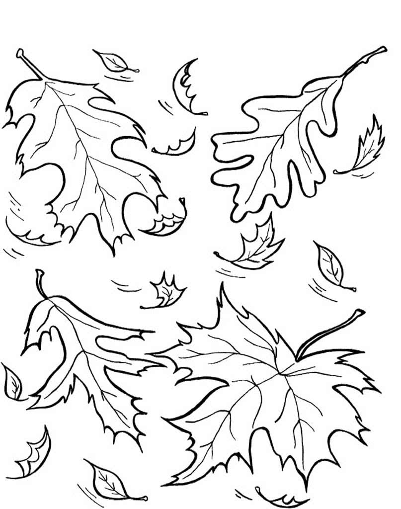 Кленовые и дубовые листья