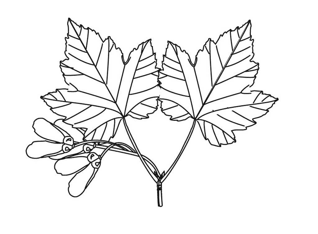 Кленовые листья с самолетиками