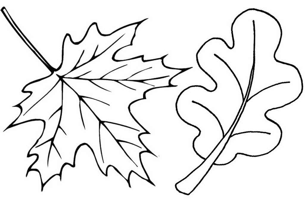 Кленовый и дубовый лист