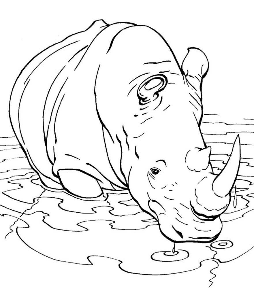 Носорог у водопоя