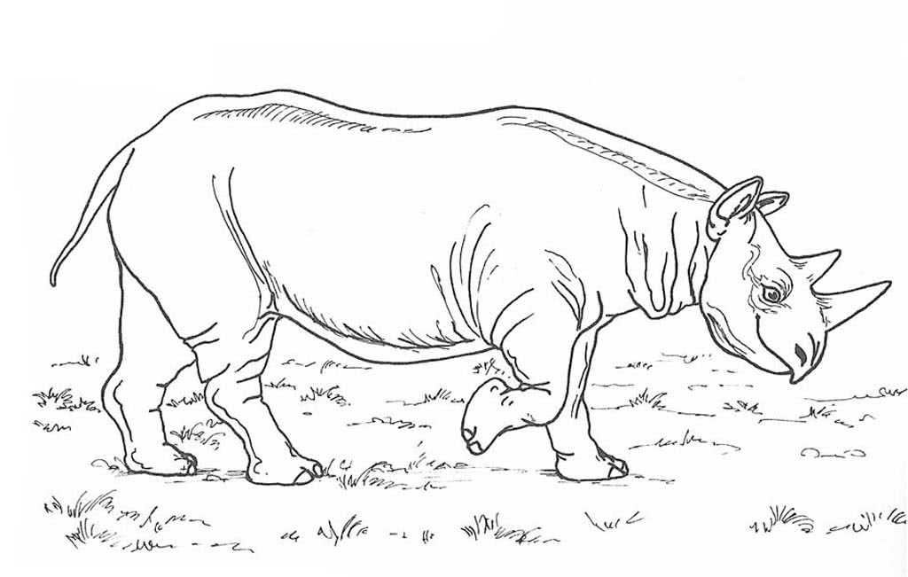 Носорог идет по траве