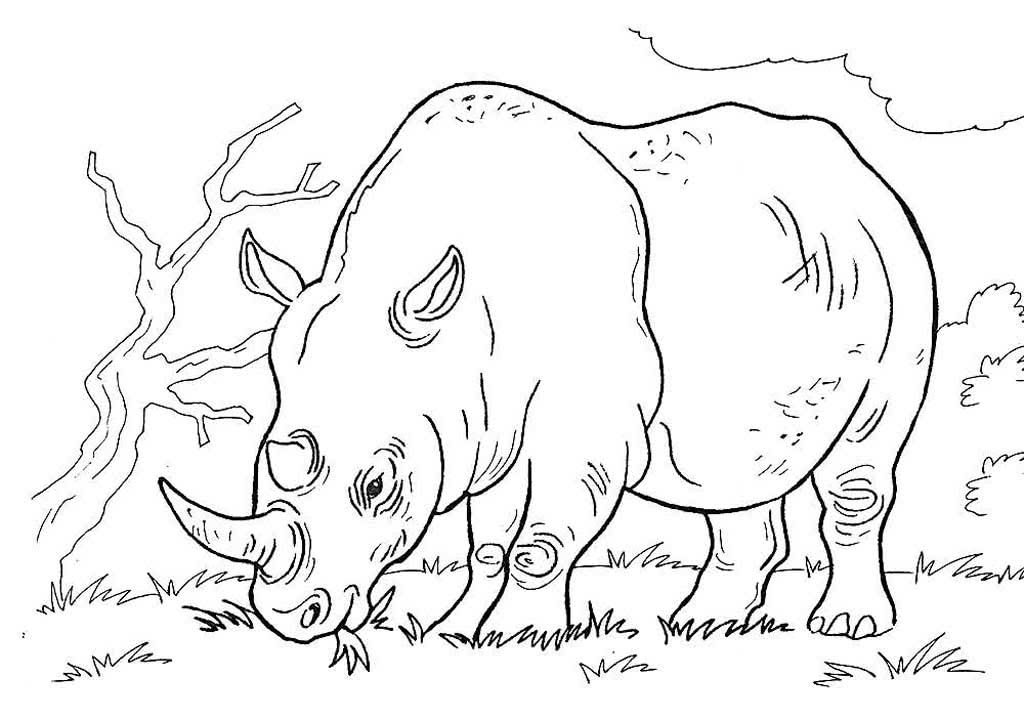 Носорог щиплет травку на природе