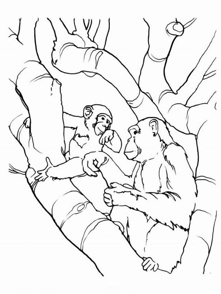 Две обезьянки на дереве