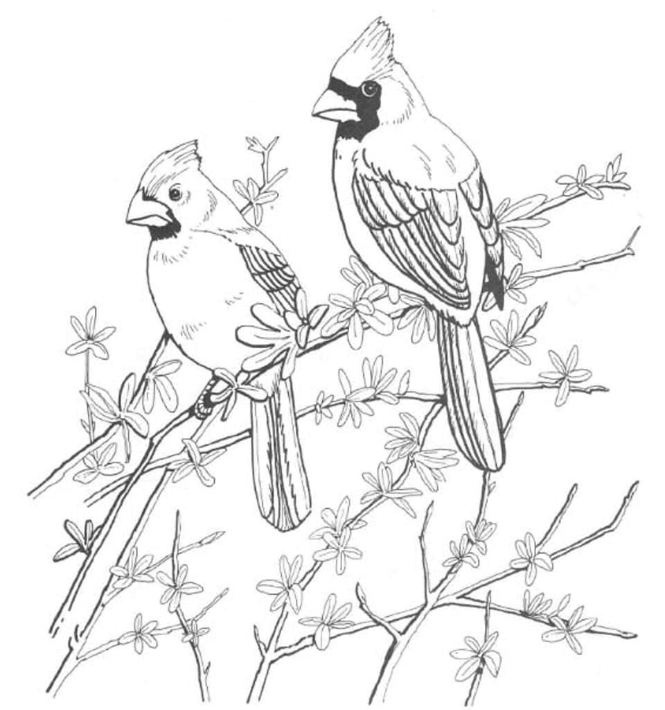 Две птицы Кардинал сидят на ветки