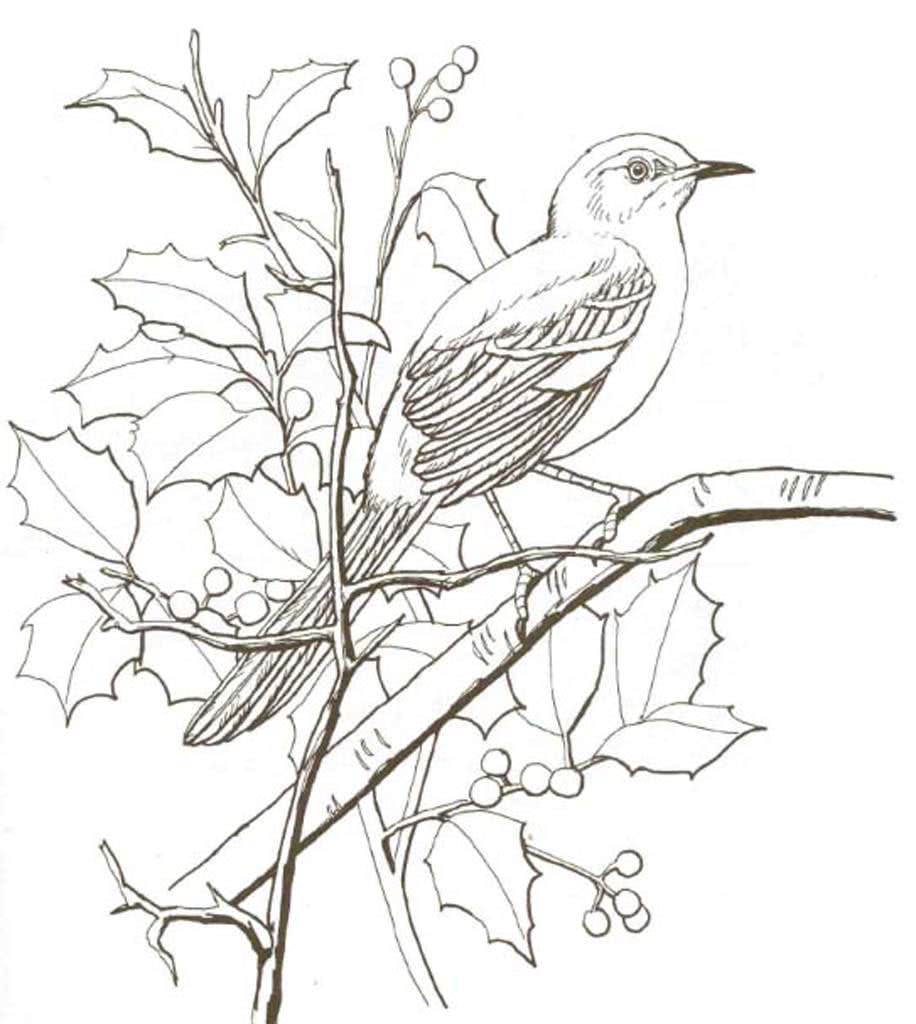 Птица на ветке рисунок карандашом