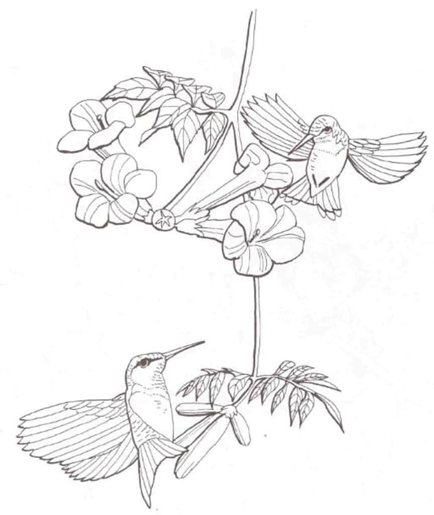 Две колибри у цветка