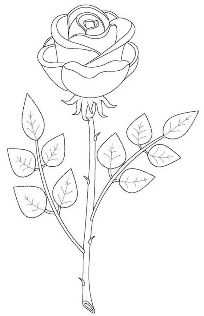 Роза с шипами и листьями