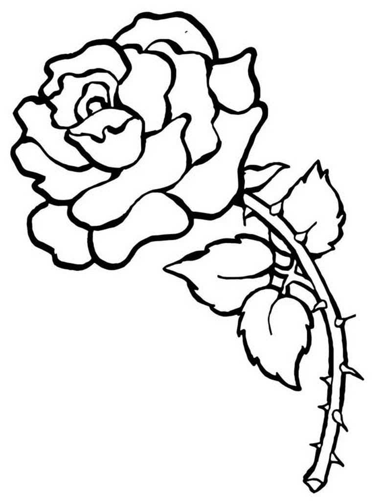 Роза с шипами