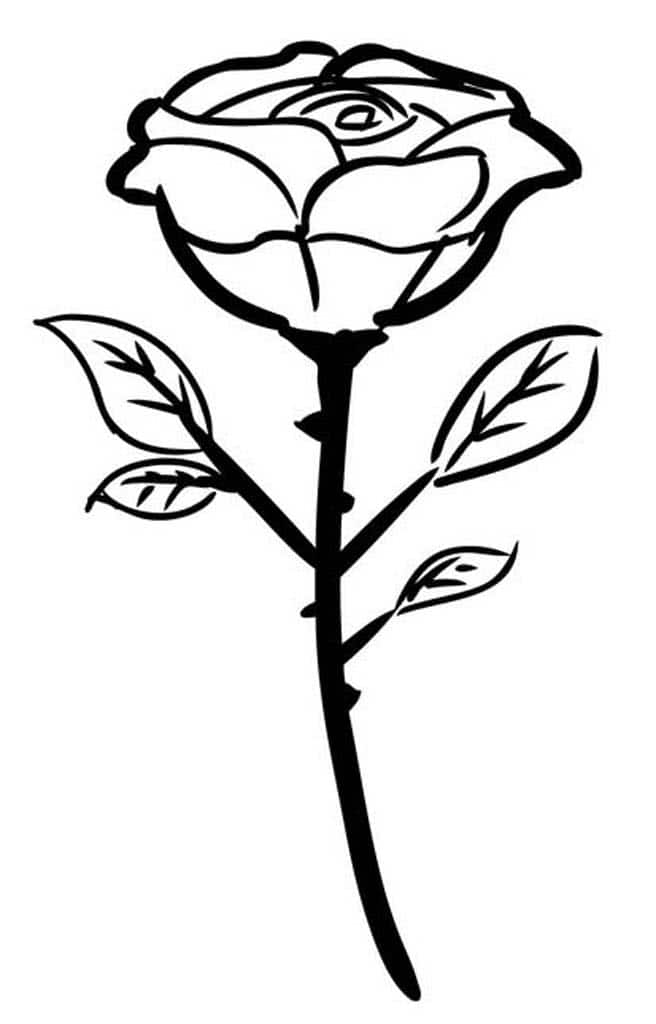 Цветок розы с закрашенным стеблем