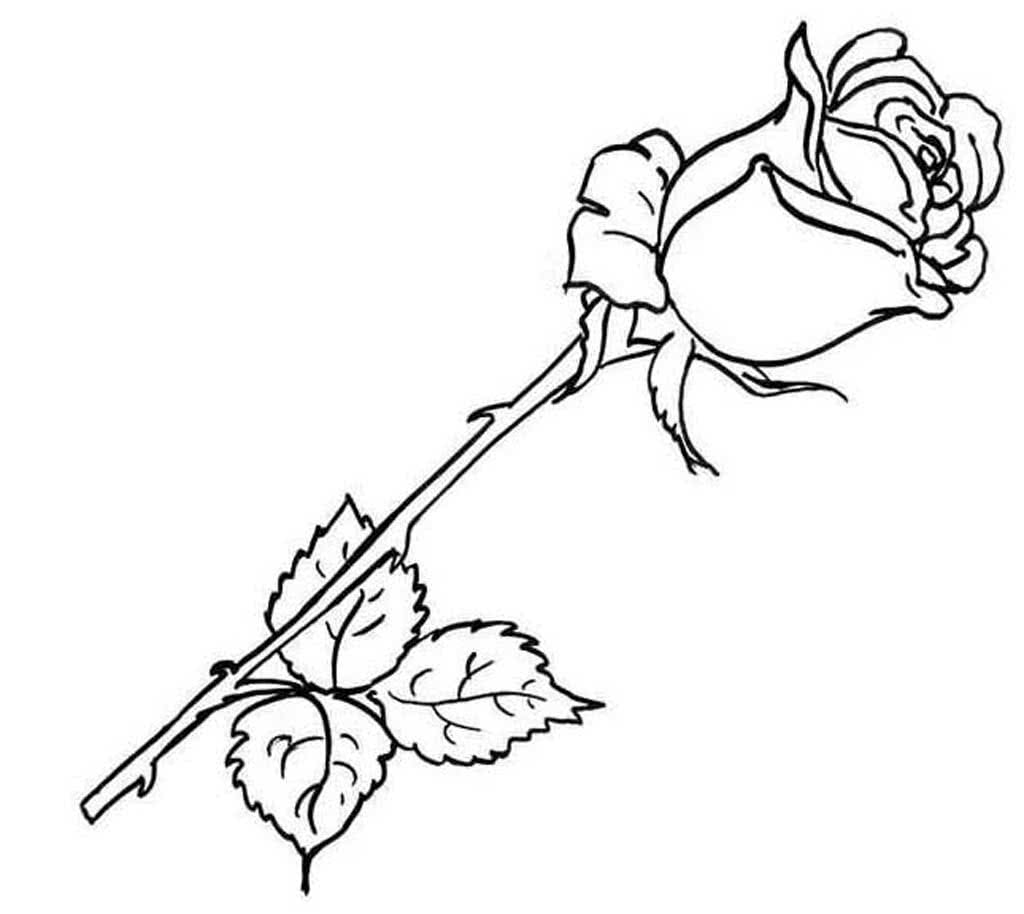 Контур розы с листьями и стеблем