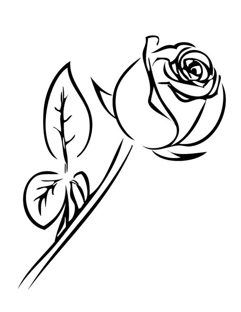 Простой цветок розы