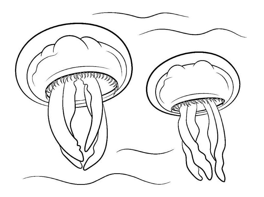 Две морские медузы