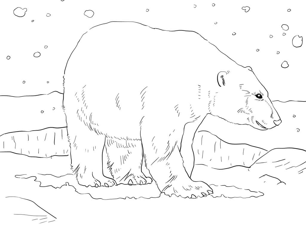 Северное сияние и белый медведь