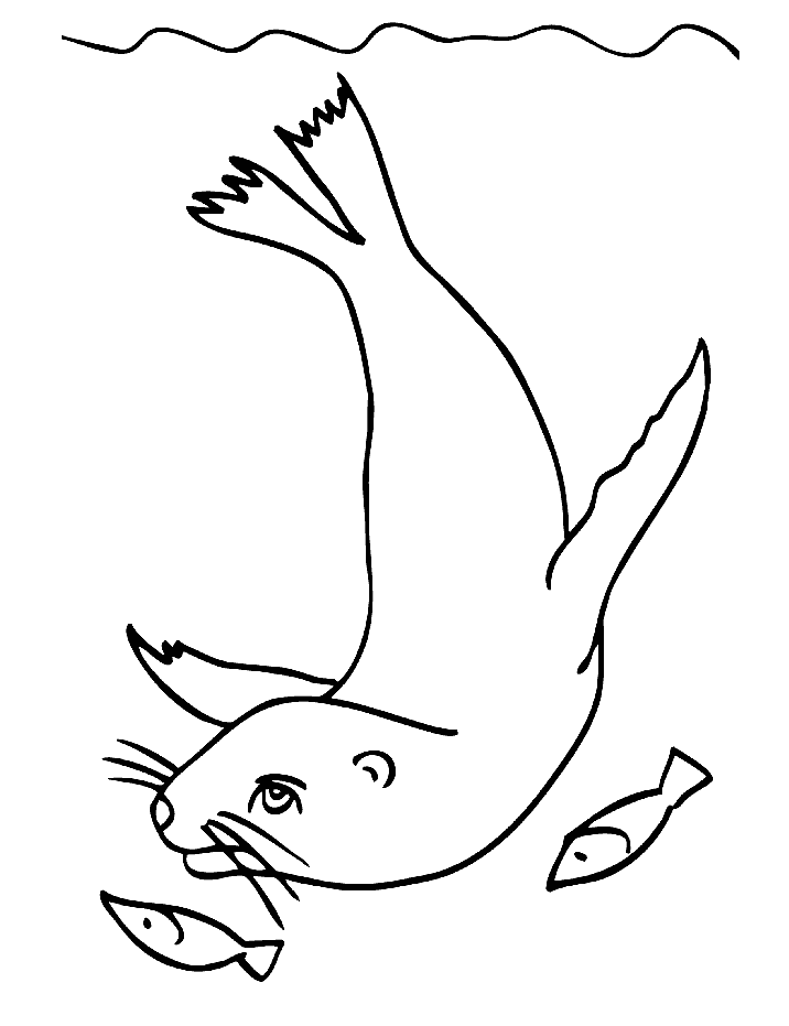 Морской котик с рыбками