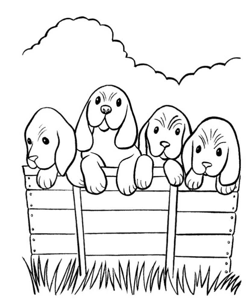 Четыре щенка в ящике