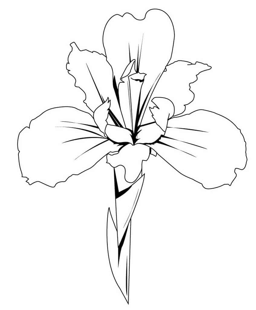Цветок ириса