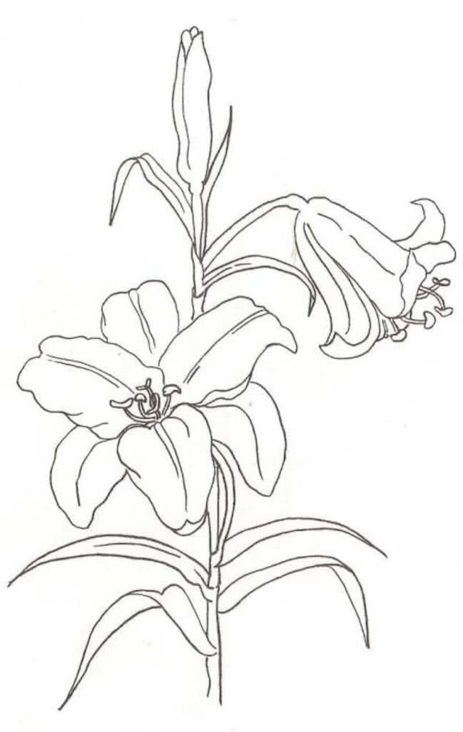 Цветок Лилии
