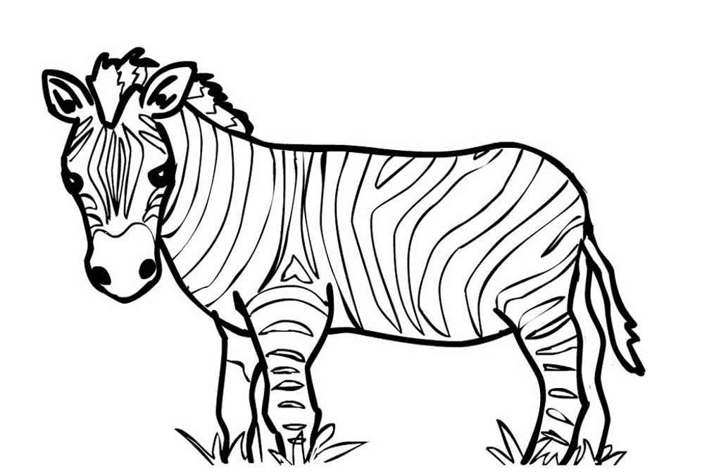 Зебра стоит на траве