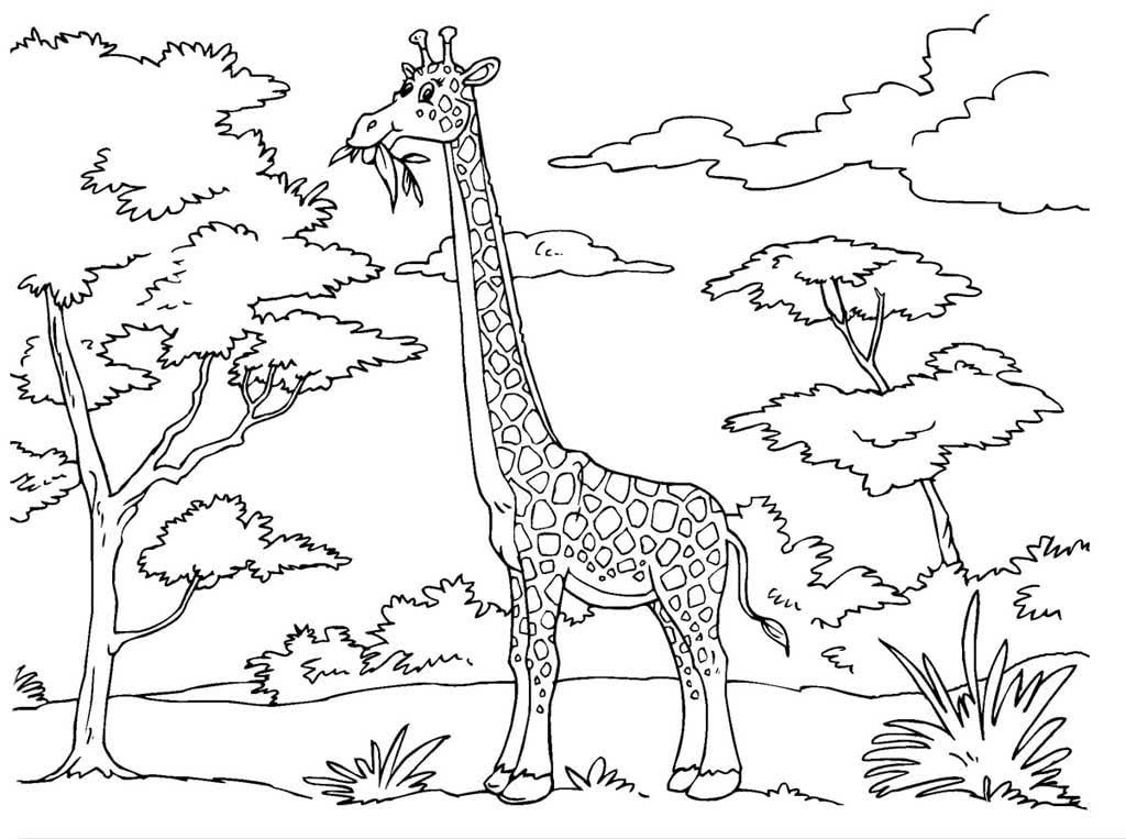 Жираф щиплет листву с деревьев