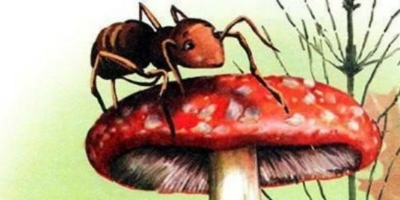 Как муравьишка спешил домой