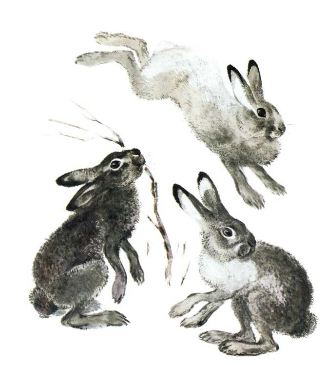 Рассказ про зайчонка. Zajaz Charushin. Е Чарушин заяц. Чарушин иллюстрации заяц.