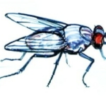Как мухи отучили двух лентяев от лени
