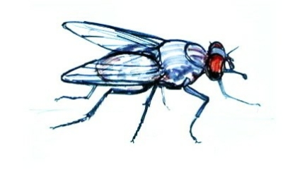 Как мухи отучили двух лентяев от лени - аудио