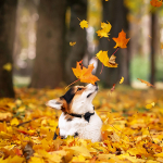 Осень-раскрасавица