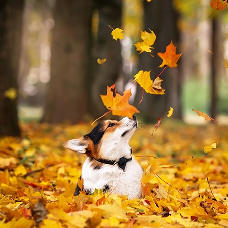 Осень-раскрасавица