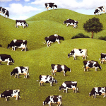 Тридцать три коровы