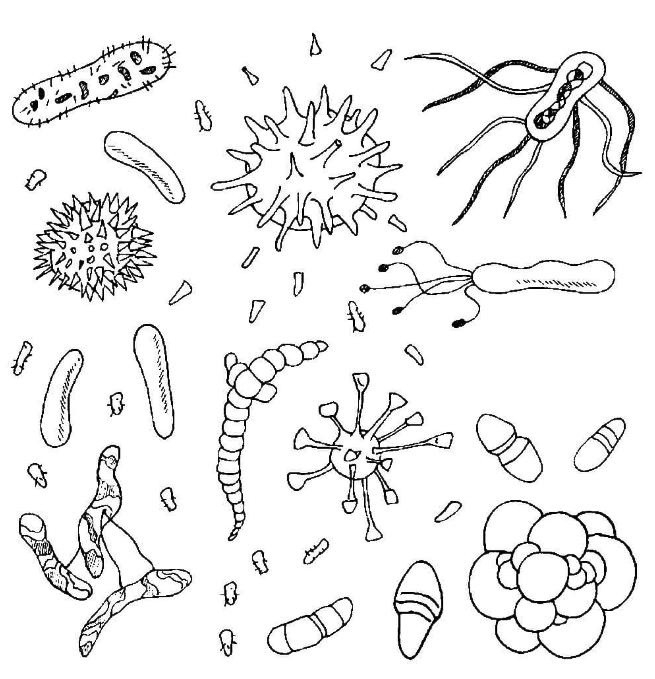 Вирусы и микробы