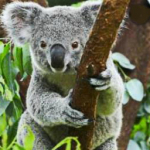 Про коалу Ушастика