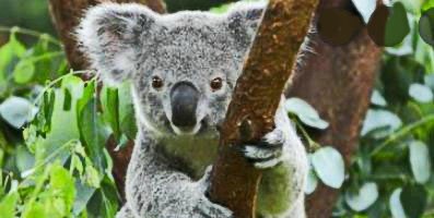 Про коалу Ушастика