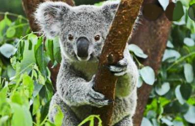 Про коалу Ушастика - аудио