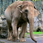 Слоновья память
