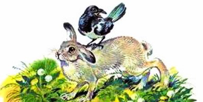 Сорока и заяц