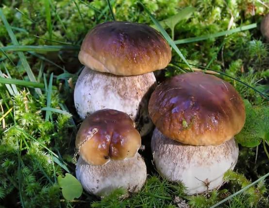 Хитрые грибы