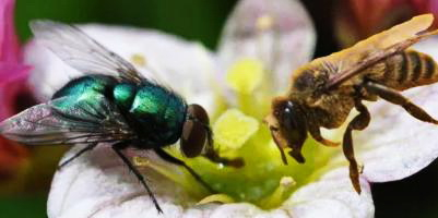 Муха и Пчела